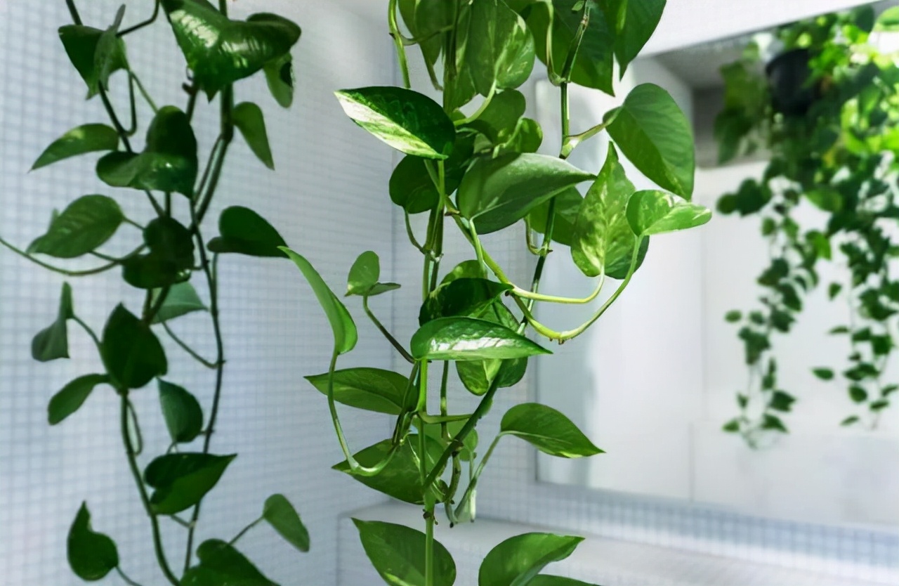 吸甲醛的绿植好养排名,吸甲醛好养活的绿植排名