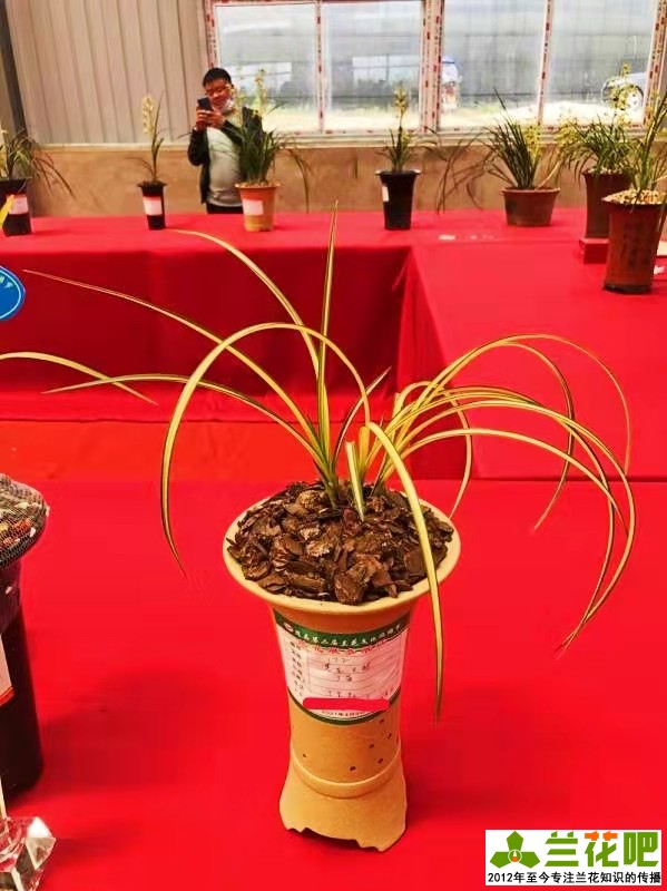 兰花观叶品种推荐,玉兰什么品种开花最香