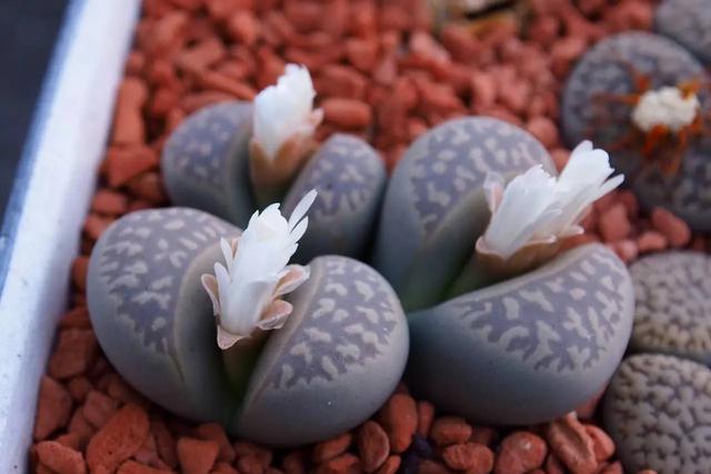 养生石花需要避开的5个误区，总结出了几点，帮你养好生石花