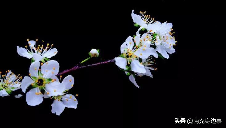 南充著名小镇,南充最美小镇