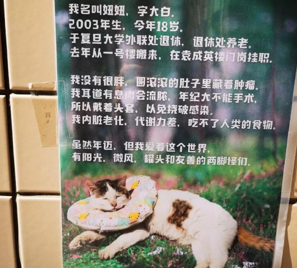 宿舍为什么不可以养猫,该不该在宿舍养猫