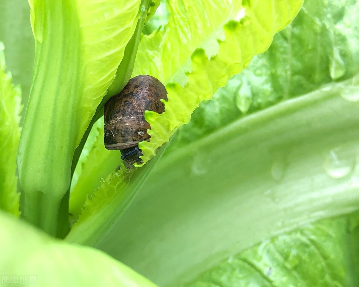白菜心都被虫子吃了怎么治,白菜被虫子咬怎么治