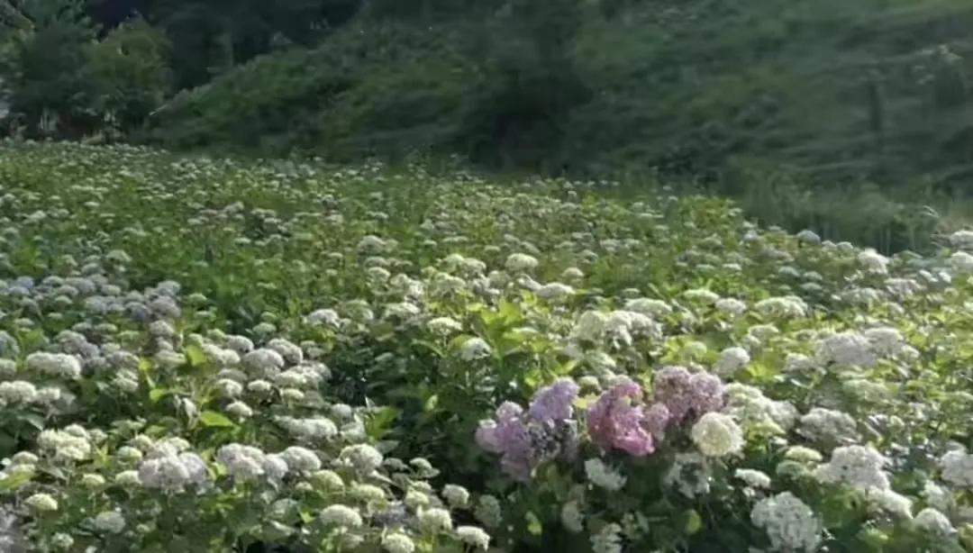 四年级我得到了什么的作文,四年级上册我得到了什么300字