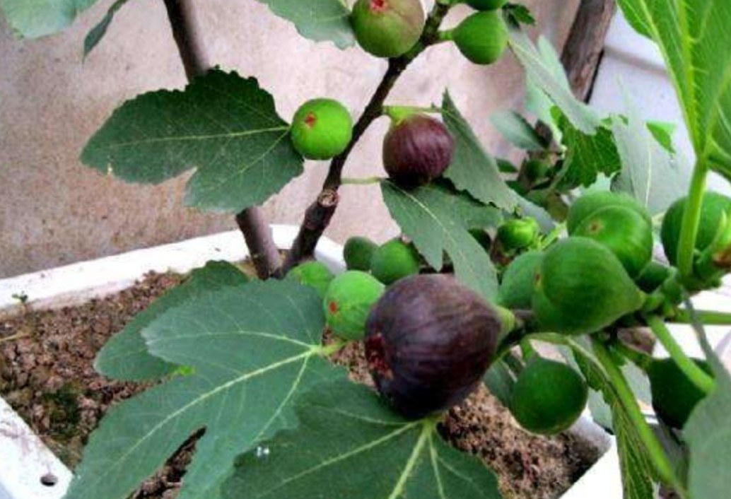 盆栽无花果掉叶子怎么办,布兰瑞克无花果春果掉落