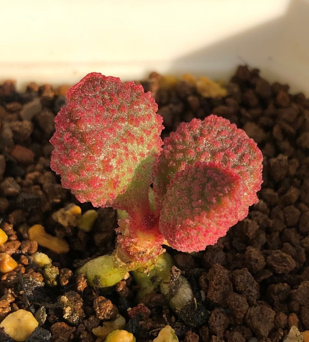 水泡多肉大全,水泡多肉叶片发焉