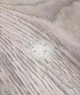 猫呕吐不吃东西怎么办吃什么药,猫消化不良呕吐怎么办解决方法