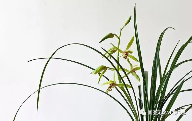 与您细数人民币中的中药材(下)