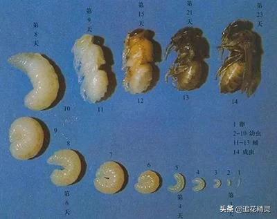 蜜蜂勤劳的道理是什么,蜜蜂的勤劳有什么用