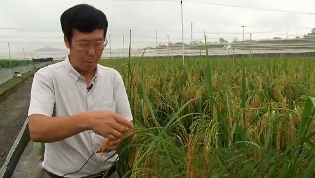 袁隆平禾下乘凉梦丰收,袁隆平的巨大水稻有多高