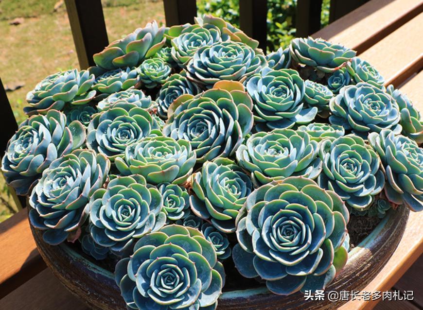 玉蝶夏季能不能摘心,怎么给多肉玉缀换盆