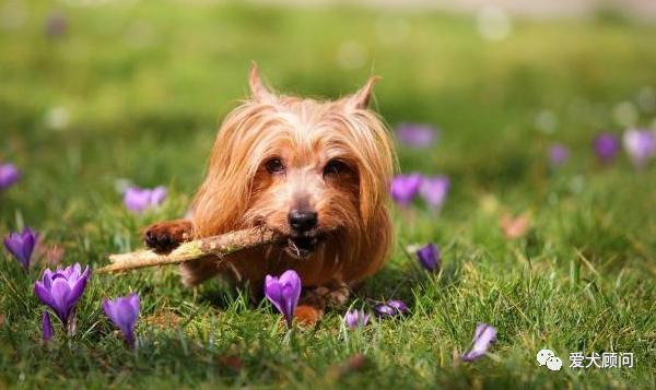 狗狗乱捡地上的东西吃,带狗狗遛弯乱捡东西吃