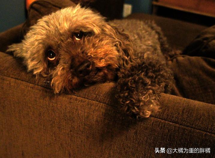 巨贵犬长大还拆家吗,巨贵犬会变成天使吗