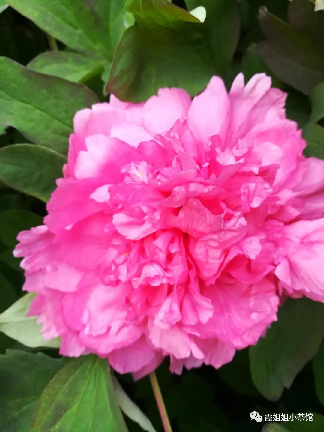 怒放的生命完整版,怒放的生命女声完整版