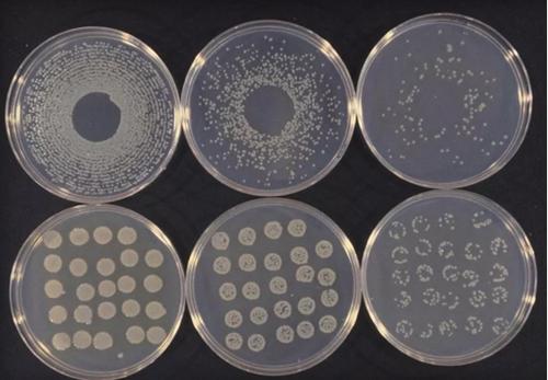 甜樱桃轮纹病,甜樱桃根腐是什么原因