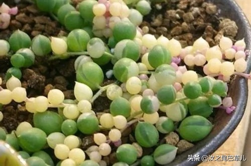 养多肉佛珠,多肉佛珠的正确养法