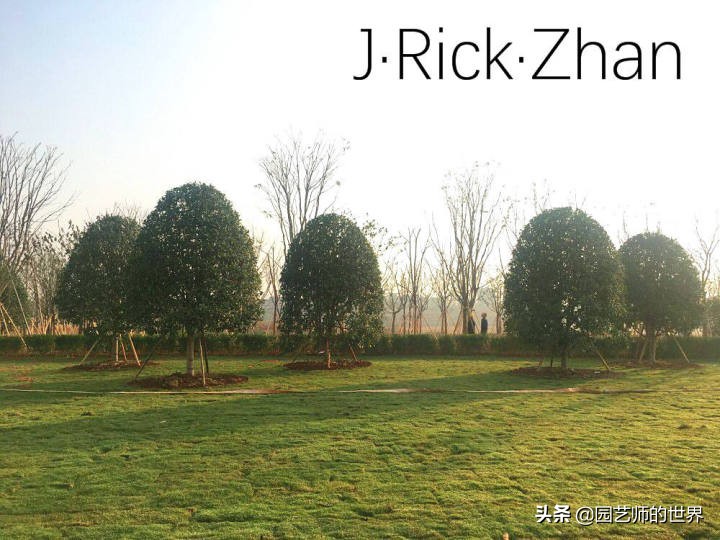 怎样种植草坪技术,果岭草坪的种植养护方法及技巧