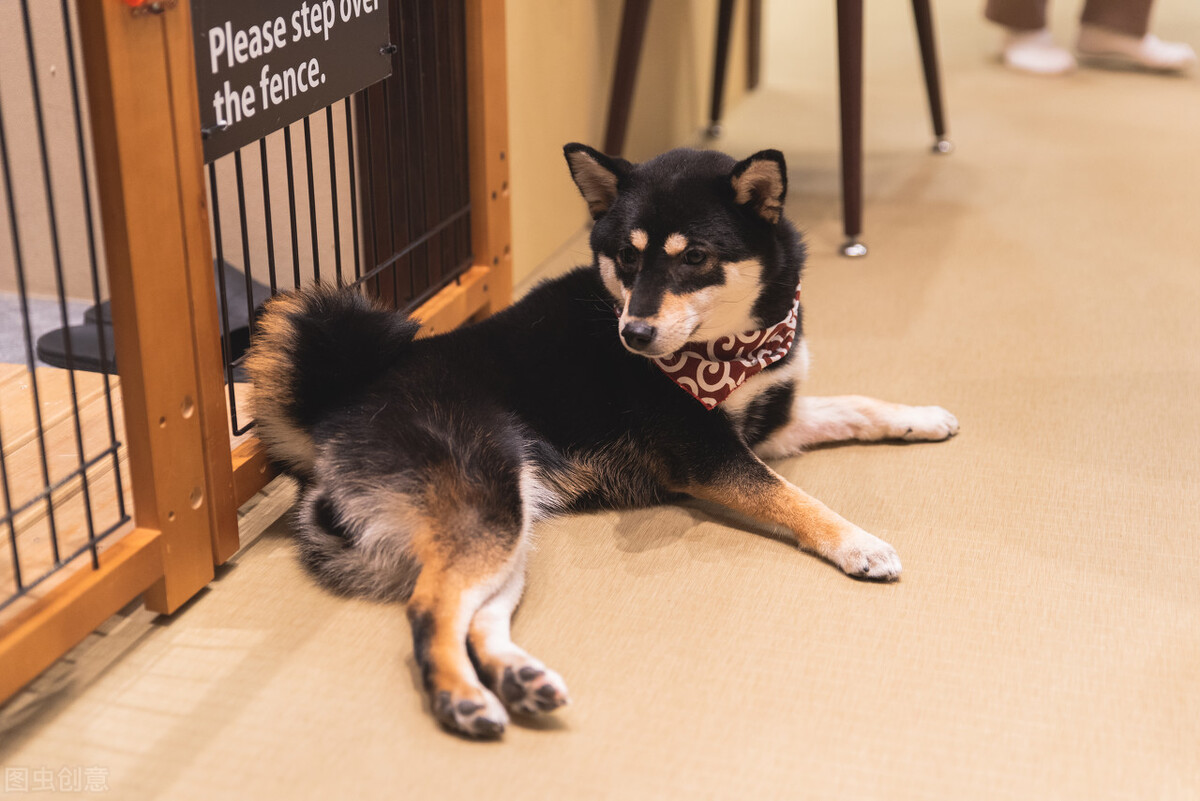 为什么不能养日本柴犬呢,柴犬有什么优点怎么那么呆萌可爱