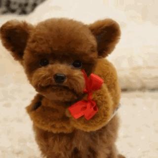 小泰迪能做立耳吗,立耳小泰迪视频