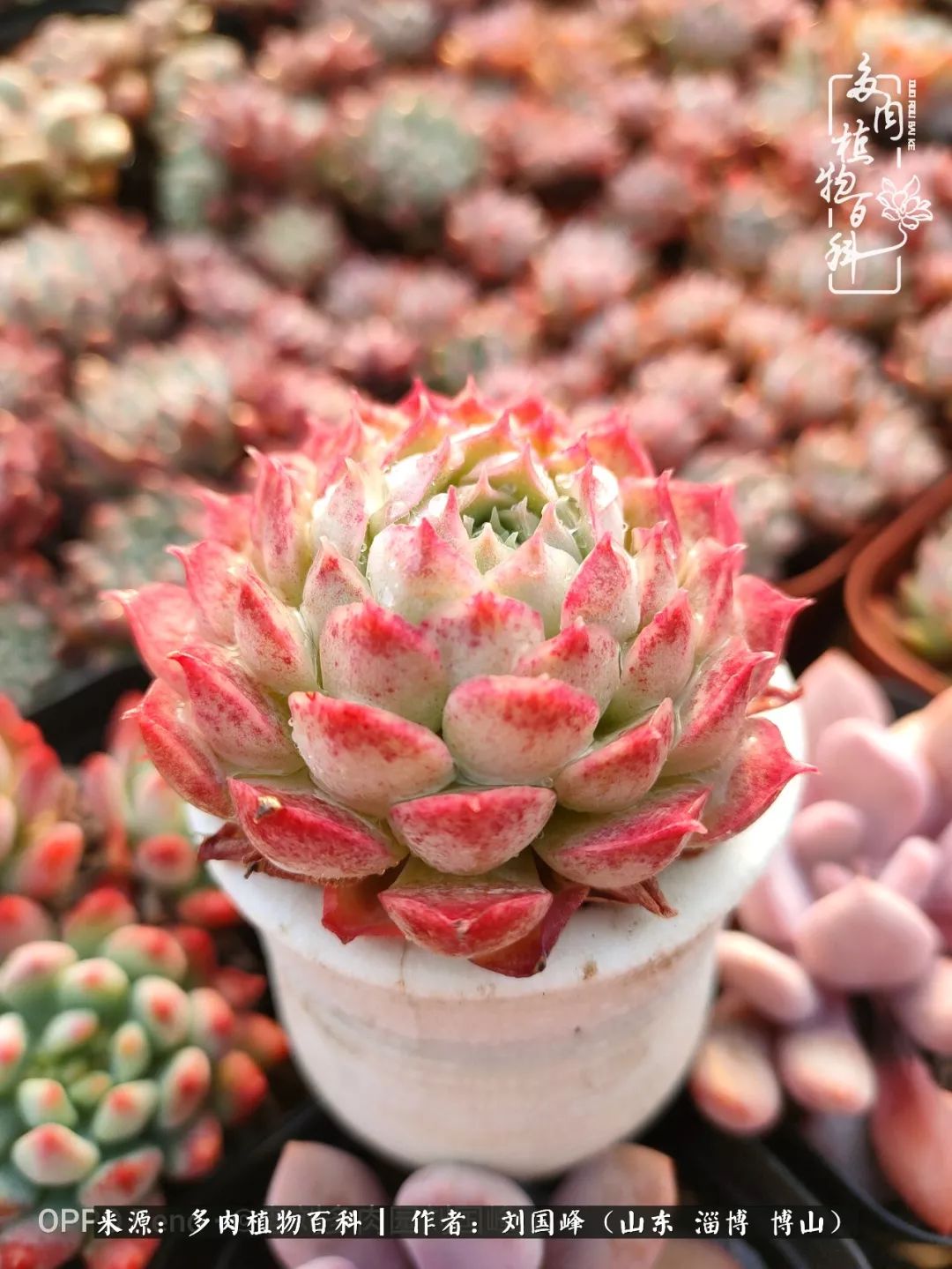 冬季室温20度以上多肉怎么养,贵的不一定就是好的便宜的