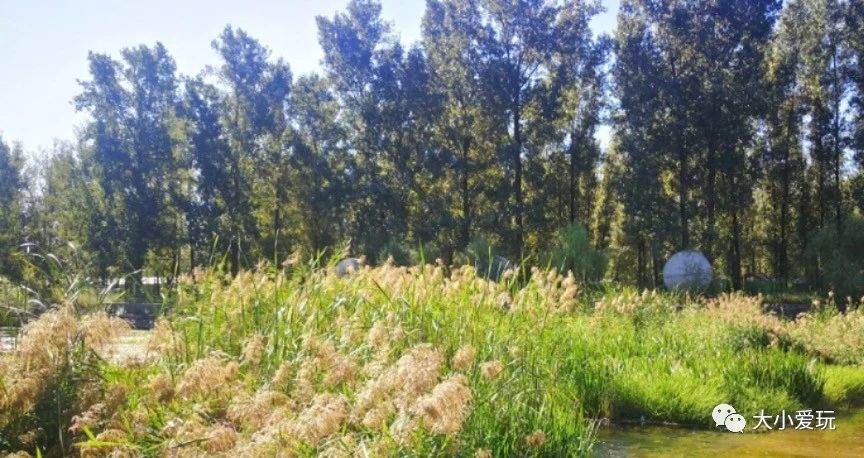 北京适合踏春旅游景点,北京春天看花的景点推荐