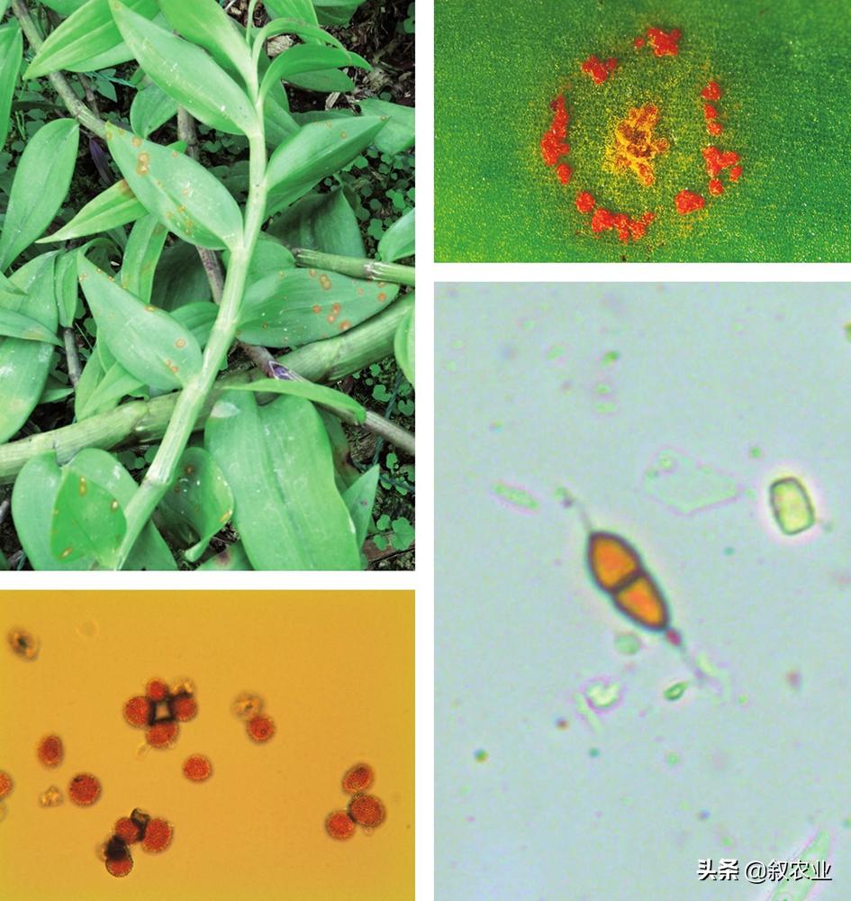 石斛根腐病是什么病害,兜唇石斛是啥意思