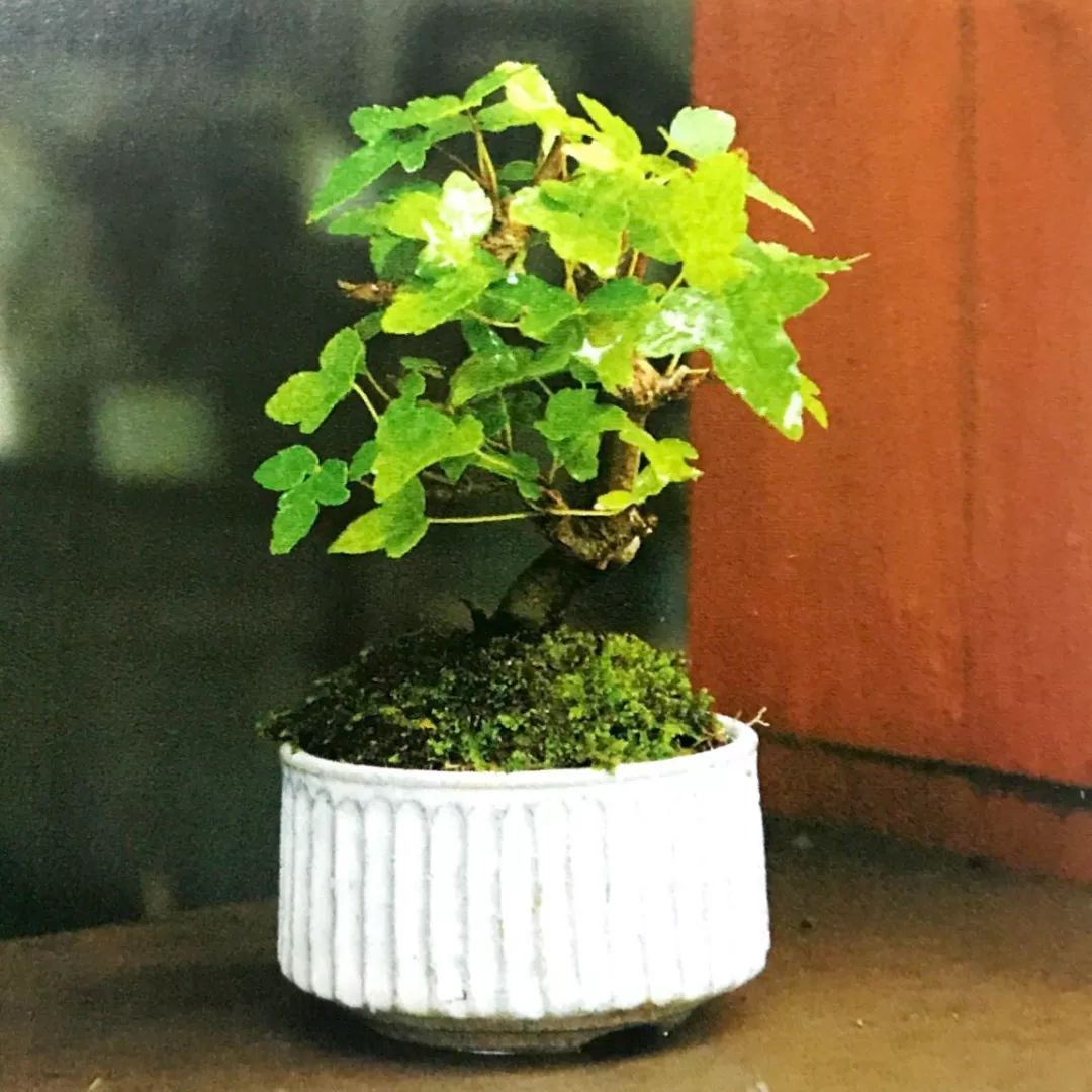 苔藓为什么变黄了,关于苔藓我还想知道什么