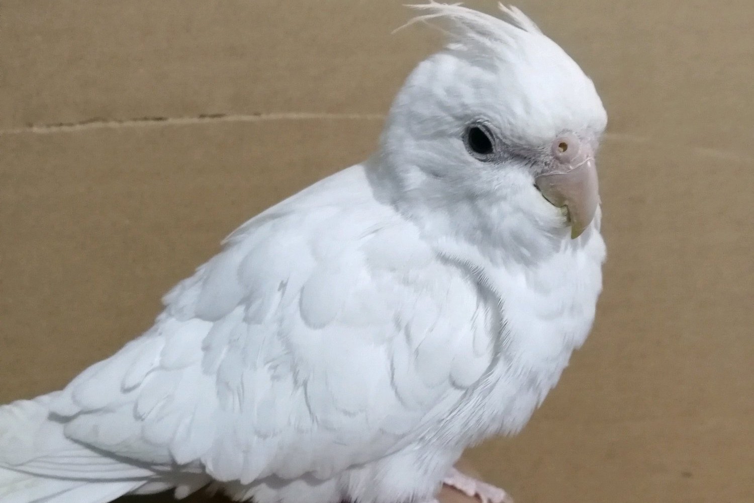 玄凤鹦鹉刚出生怎么辨别品种,玄凤鹦鹉有多少个品种