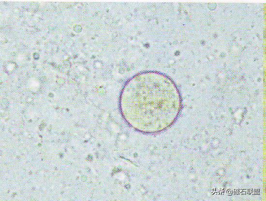 总觉得宠物医院检查太多？为什么需要做这些检查？医院揭秘便检篇