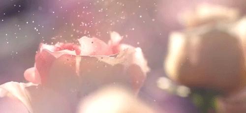 大马士革玫瑰纯露10大优点及理由,大马士革玫瑰纯露跟白玫瑰纯露