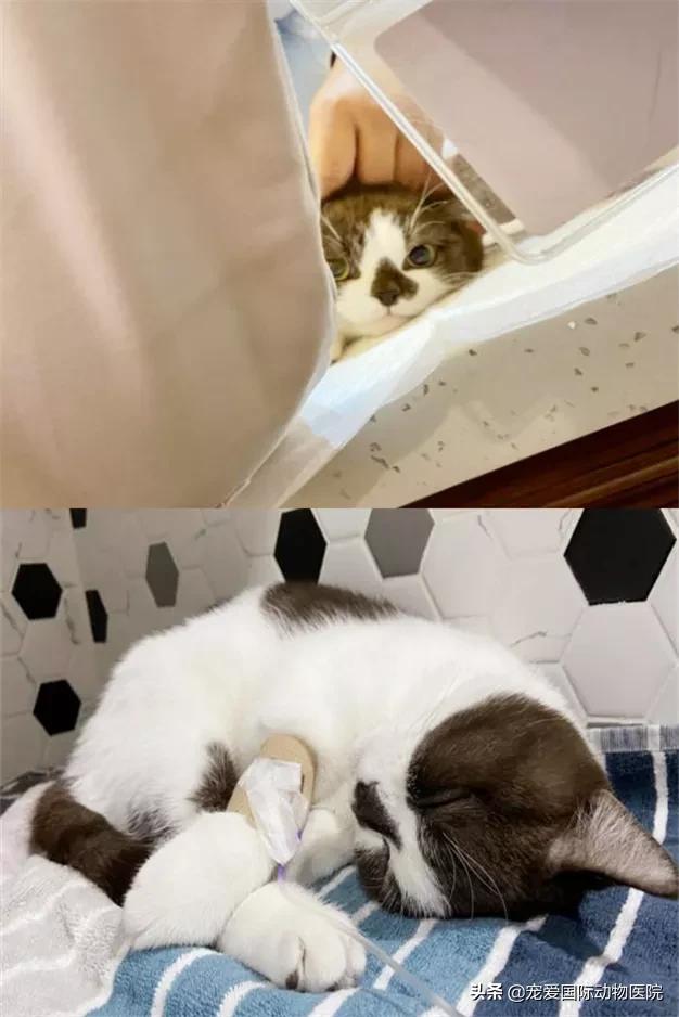 一般猫咪都有猫冠状病毒吗,猫咪冠状病毒传染性腹膜炎