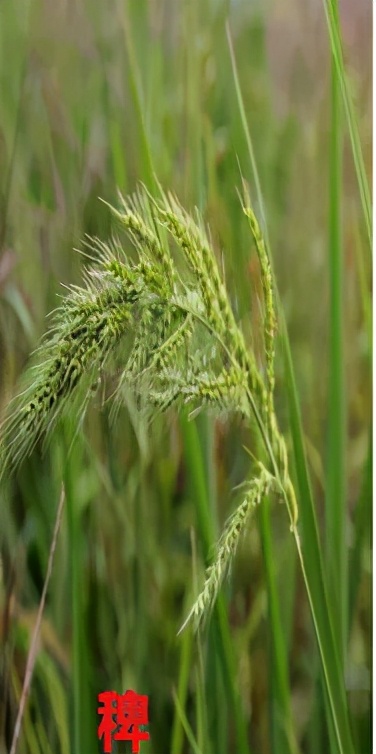 早稻三叶一心除草用什么除草剂,早稻上苗后除草剂有哪些