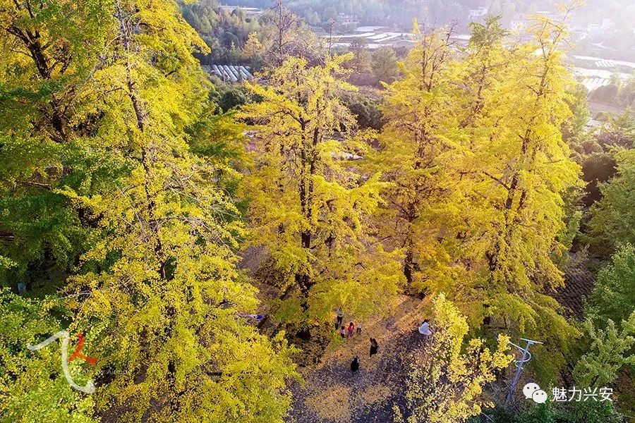桂林兴安漠川银杏最佳观赏时间,桂林兴安漠川银杏网红打卡地