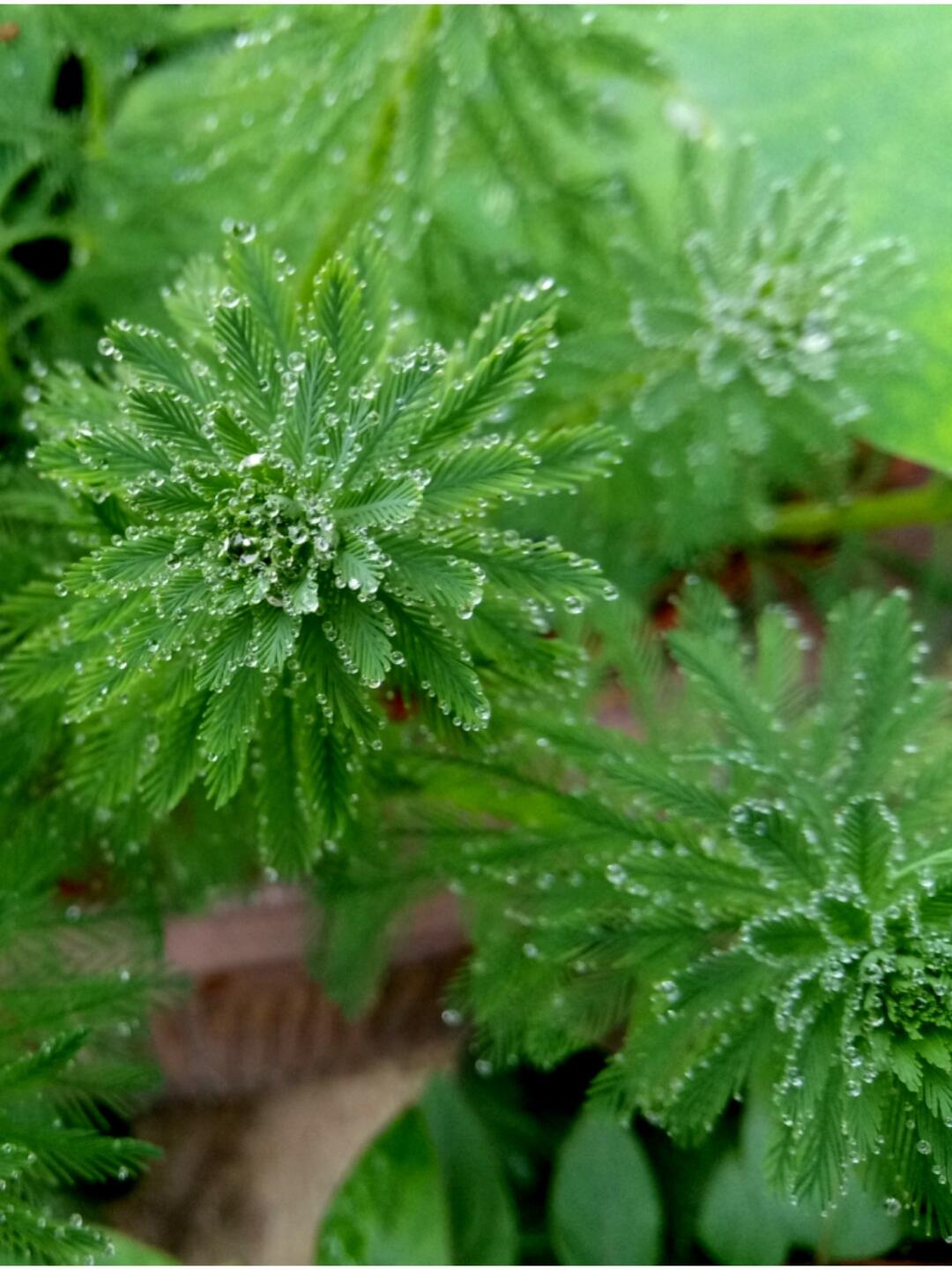 漂亮的水缸可以养什么植物,家里的大缸养鱼