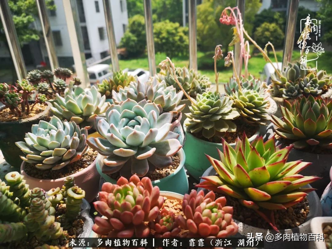 包邮区多肉度夏养护心得,阳台党养多肉怎么度夏