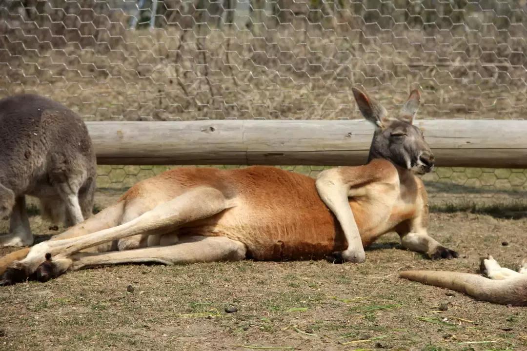 袋鼠界的“白雪公主”,近日找不到孩子他爸了……