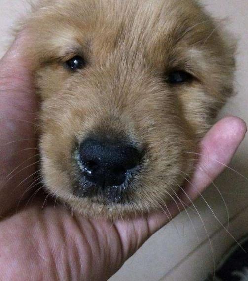 狗狗这五个症状表明该驱虫,狗狗所有危险症状