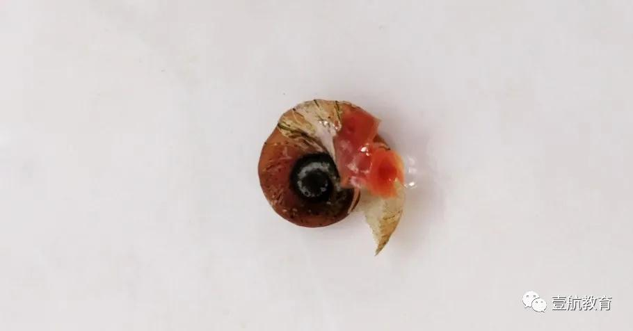 苹果螺怎么养着养着就只剩下壳了,苹果螺怎么保持颜色