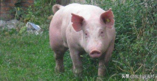 中国市场价格最贵的猪,现实生活中最贵的猪肉多少钱一斤