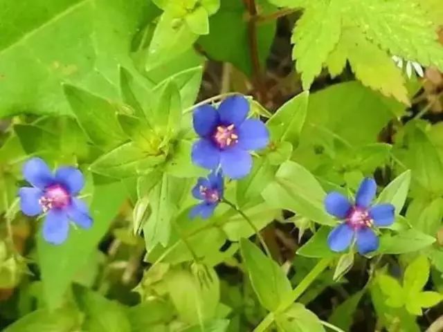 农村常见野花野草,这些野菜农村随处见