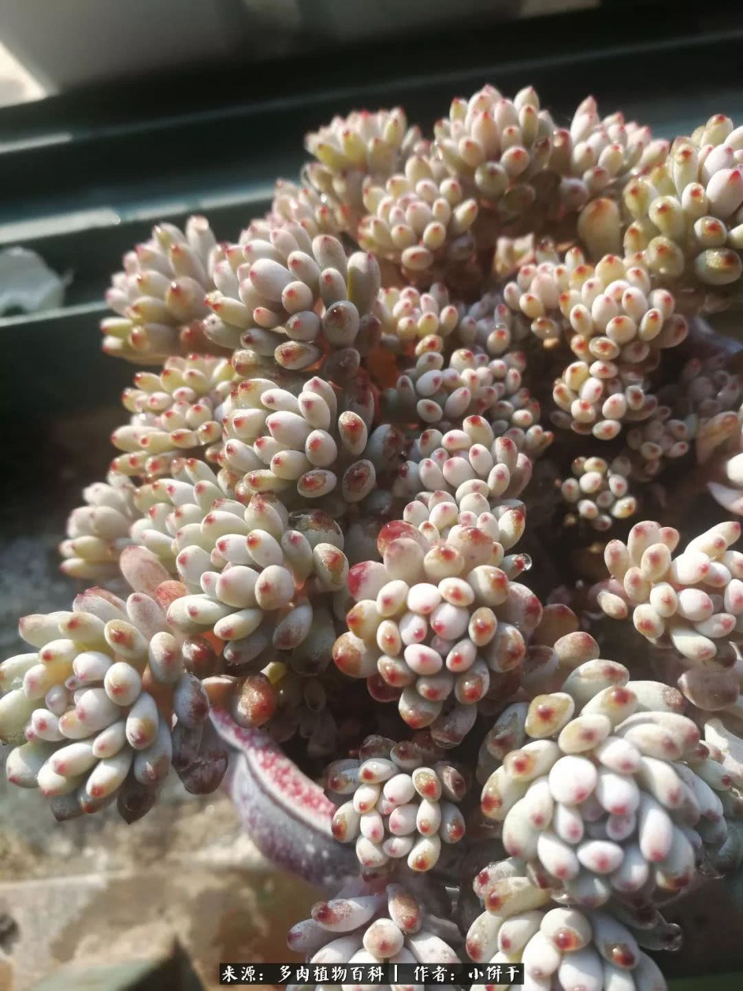 无肉不欢的肉瘾少女，日日沉迷于美色无法自拔！