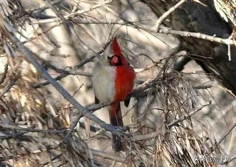 罕见动物60种大开眼界,十种罕见动物