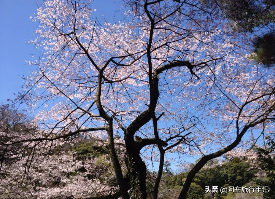 成田机场对比羽田机场,成田机场和羽田机场有什么不一样