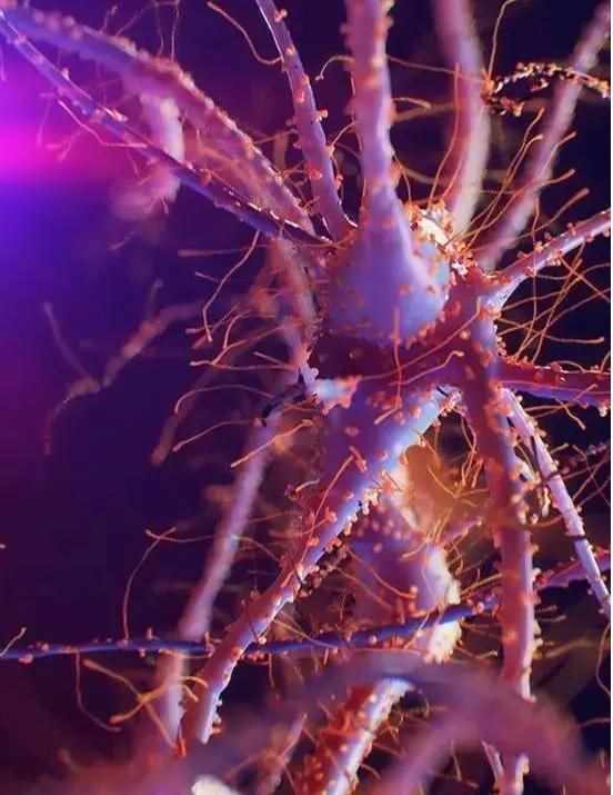 肠道菌群影响大脑,肠道菌群与大脑