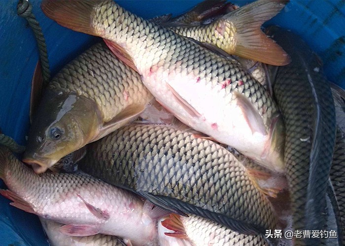 化氏ex5.4钓黑坑鲫鱼,化氏2019黑坑盛宴怎么用