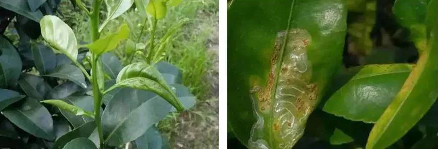 柑橘白色虫子怎么治疗,柑橘象鼻虫怎么彻底消灭