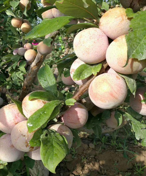 李子恐龙蛋成熟是什么颜色,恐龙蛋李子是自花授粉品种吗