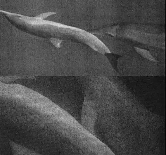 这团萌物看似天真无邪，其实满脑子黄色废料