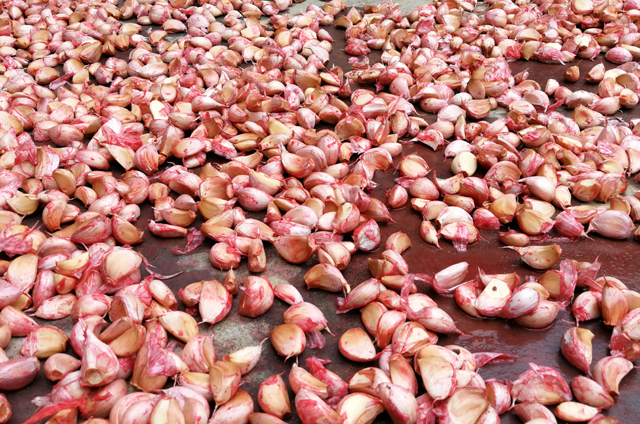 寒露过后适合种哪些蔬菜,寒露以后种植的蔬菜