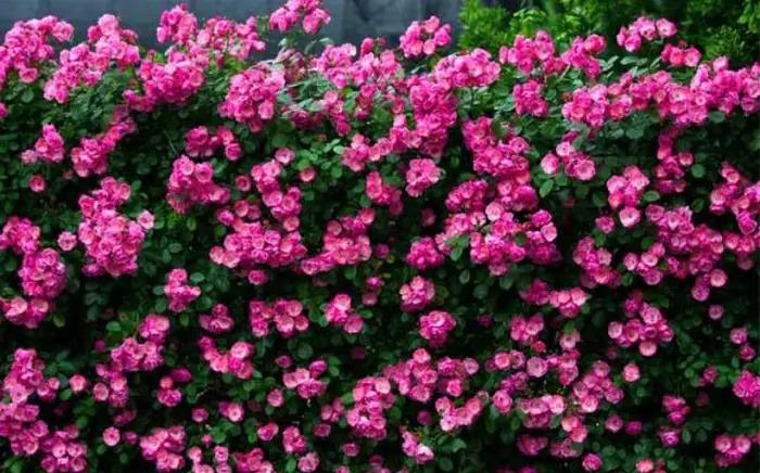 四种高颜值爬藤月季花,名贵十大爬藤月季超大花