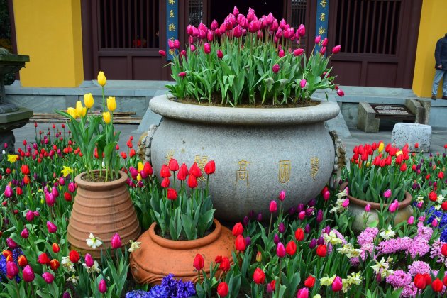 郁金香怎样养花开的久,郁金香怎么养枝叶又绿又硬